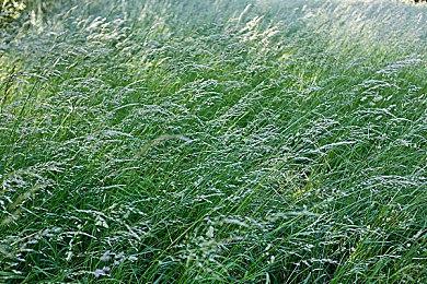 解密治愈向RPG Steam新游《柠檬先生》Demo支持中文！